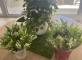 1er Mai : Le Muguet Porte-Bonheur offert aux Résidents et aux Salariés Les Jardins Médicis Aubergenville